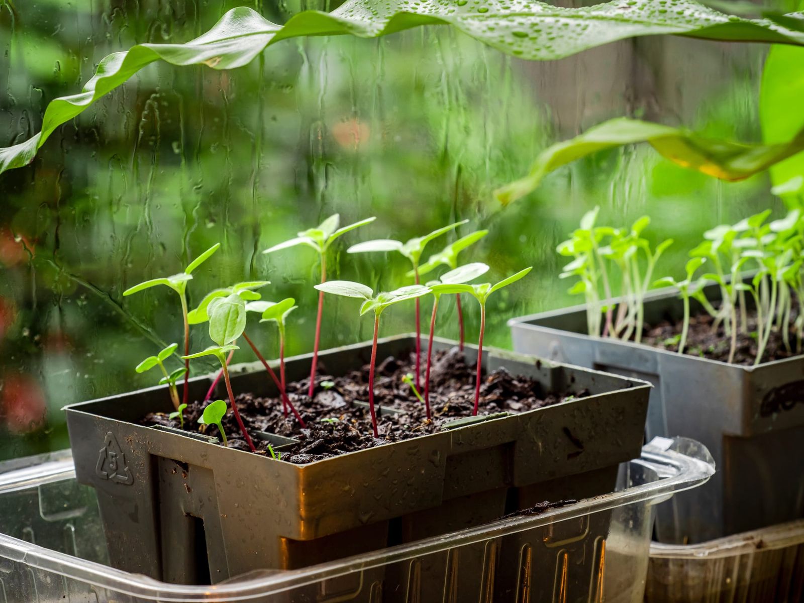 Vegetable seedlings sill