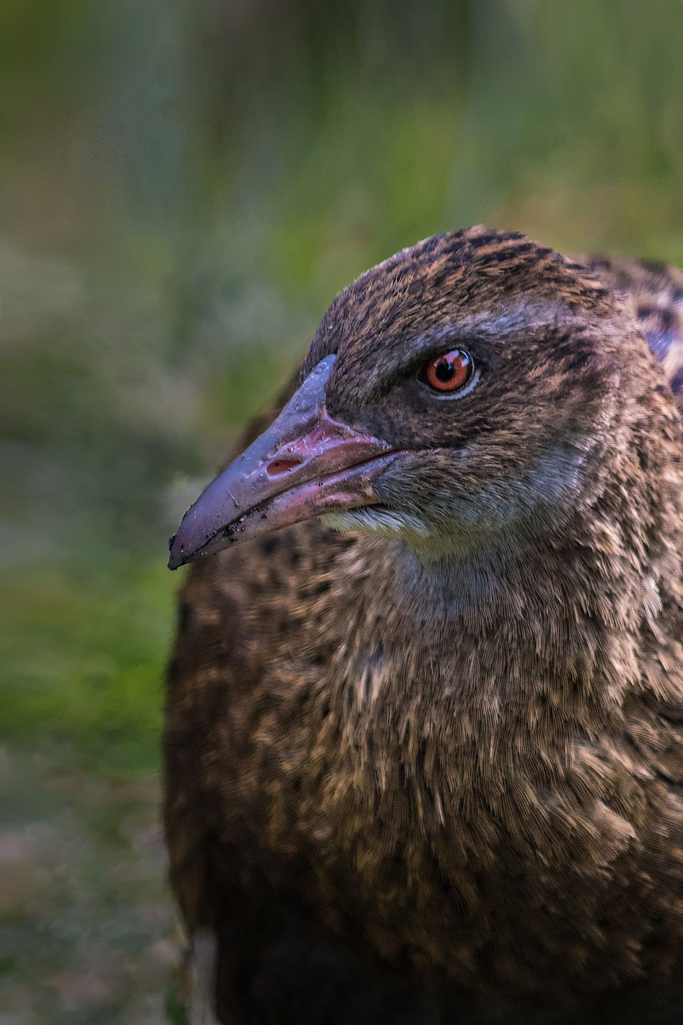 Weka, Abel Tasman