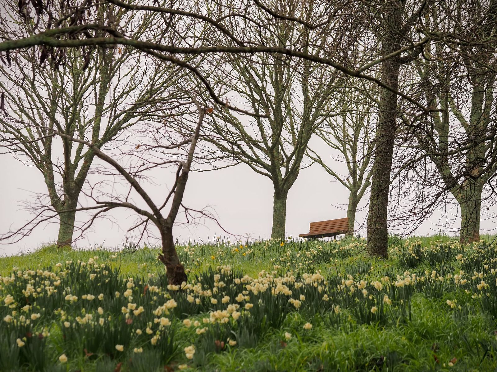 Winter flowers, trees, and a seat