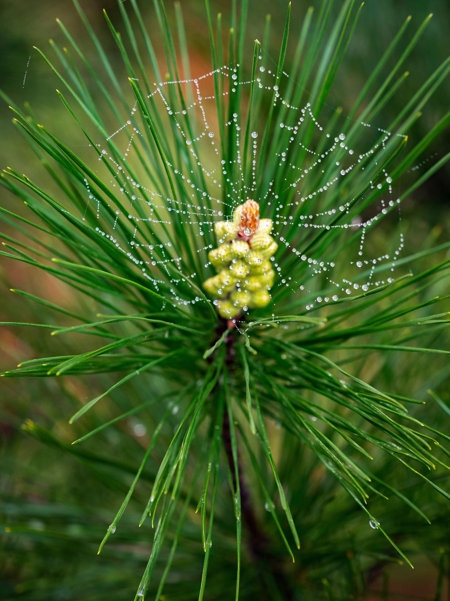 Young pine cone