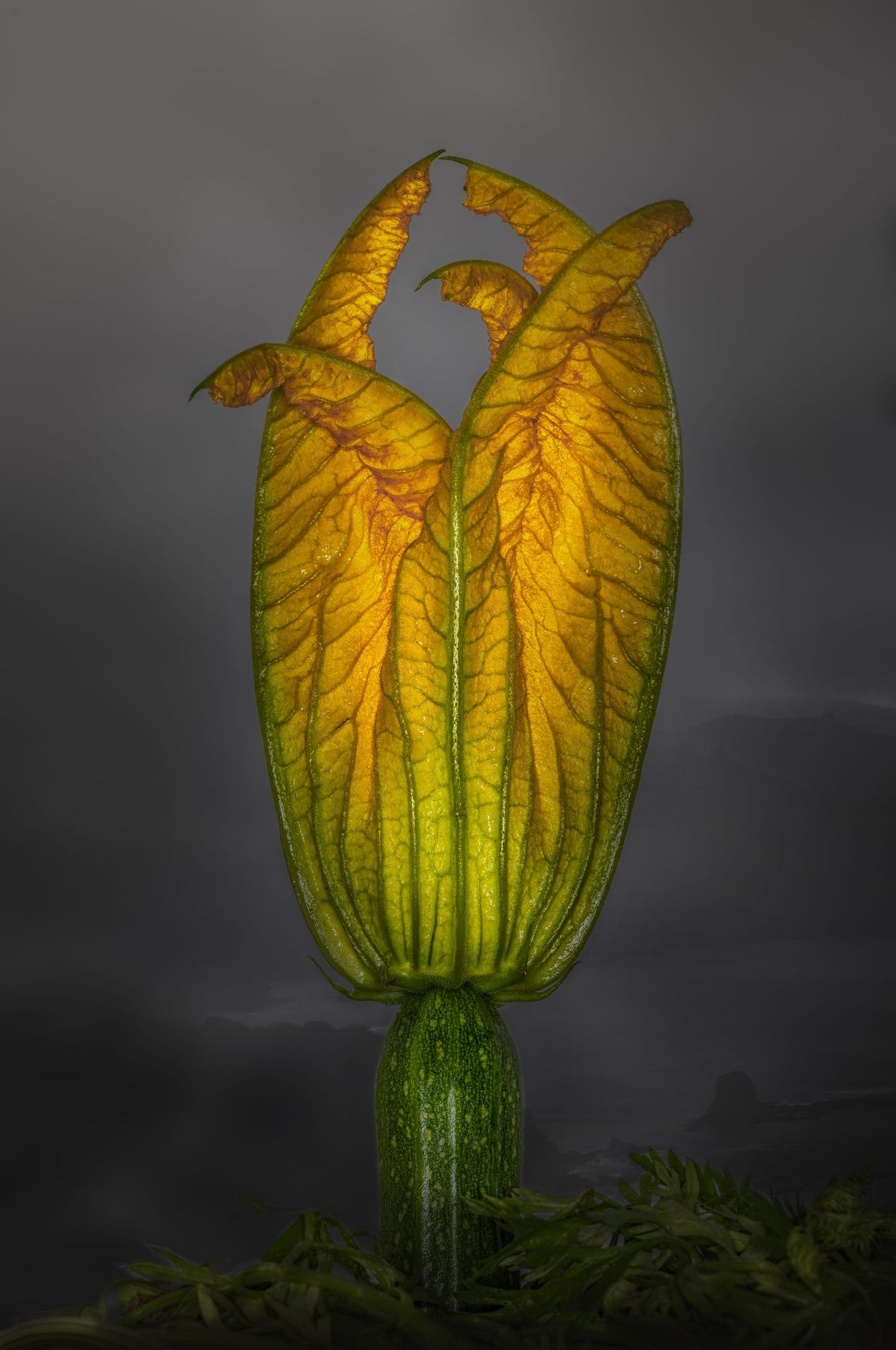 Zucchini bloom in mist