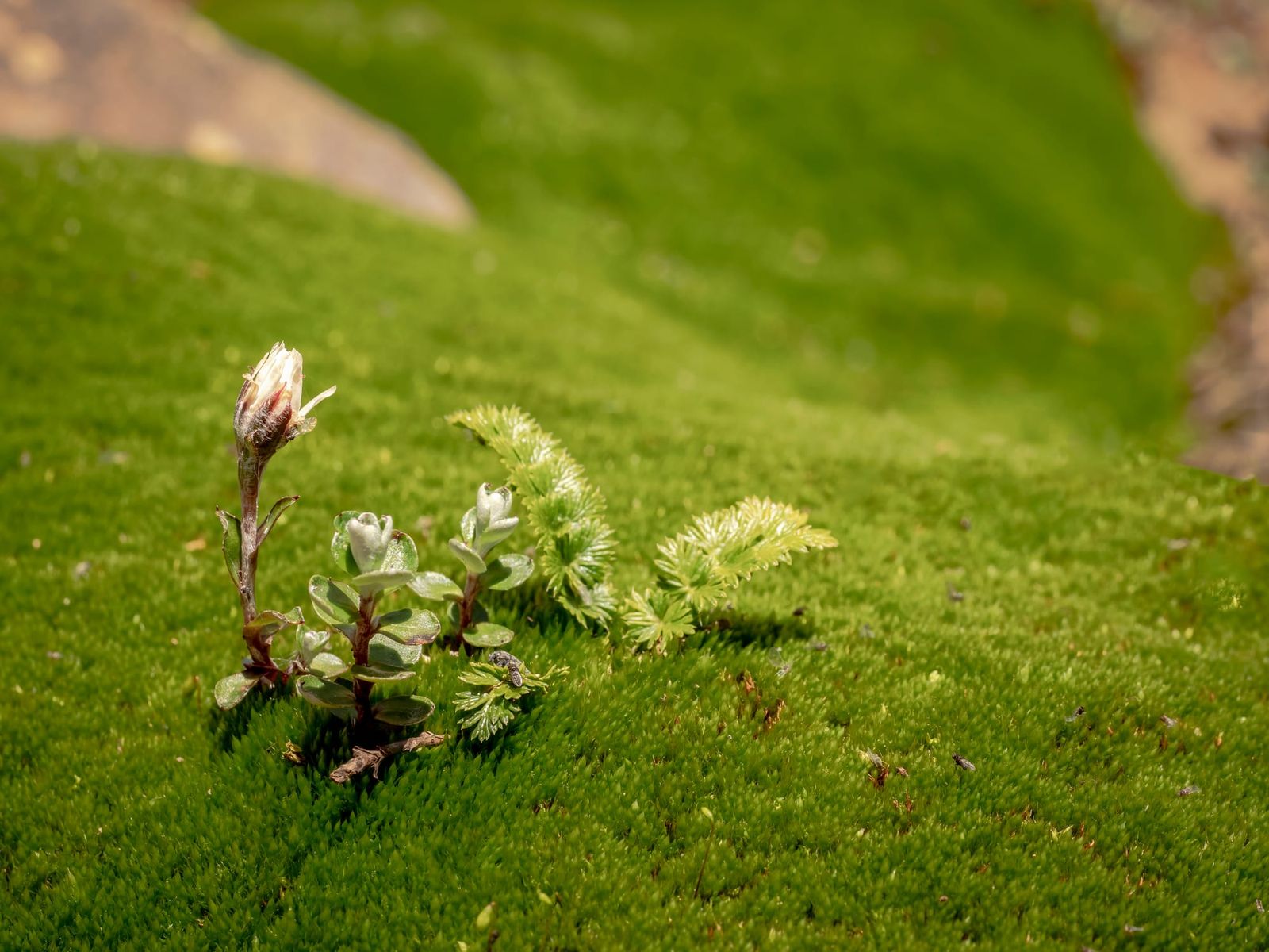 Alpine Flora Green Moss