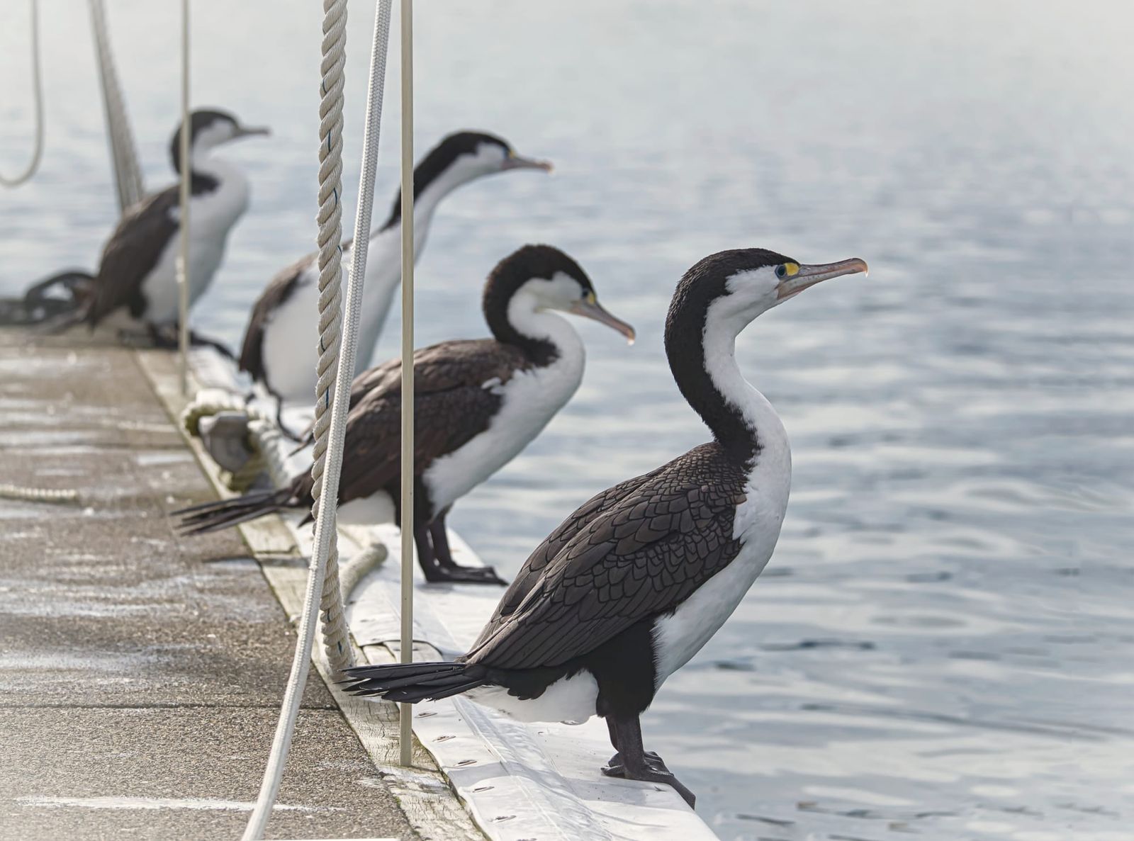 Four pied cormorants