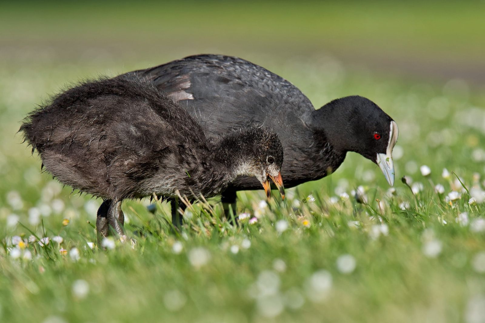 Australian coot and chick