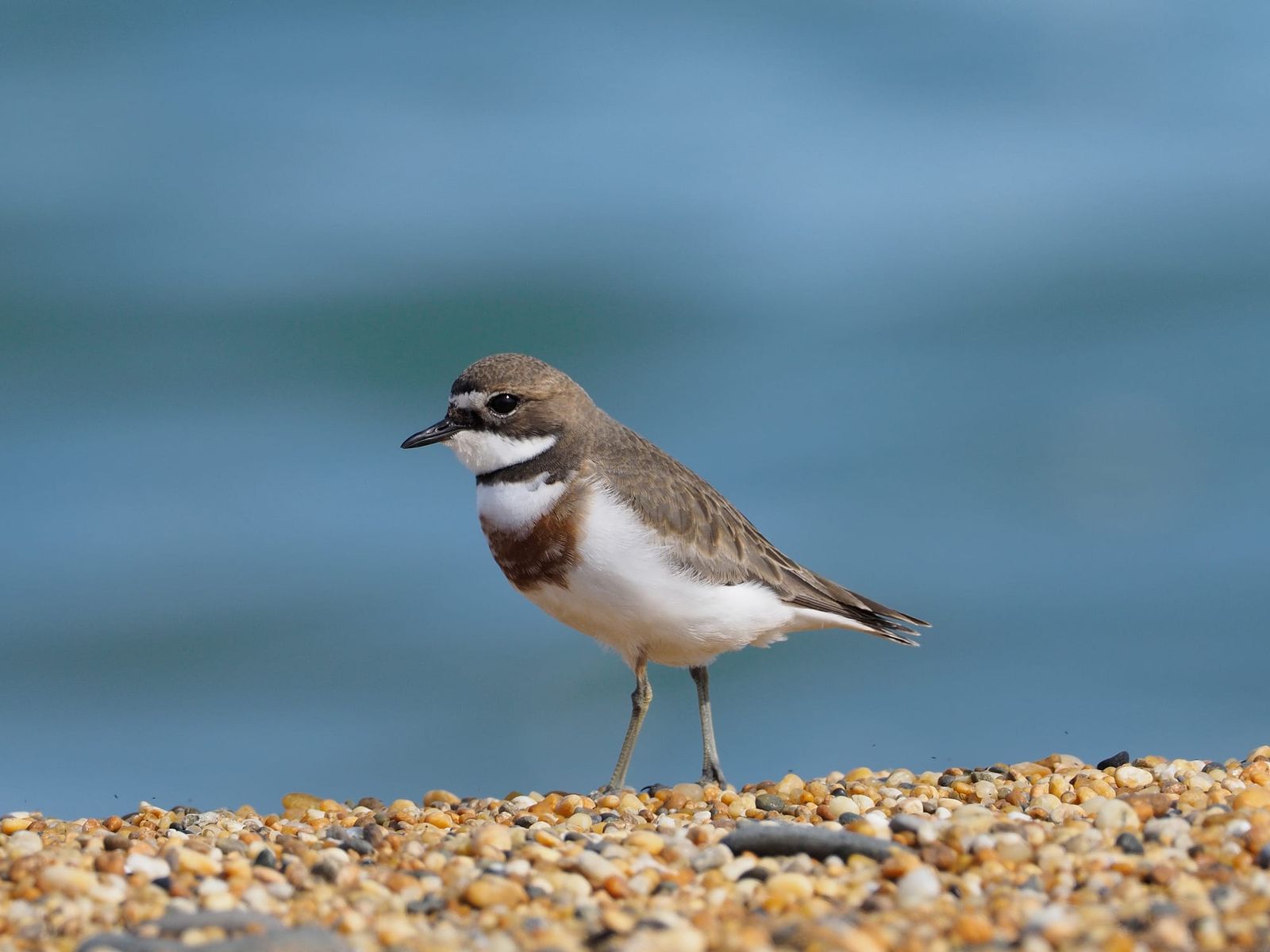 Banded Dotterel