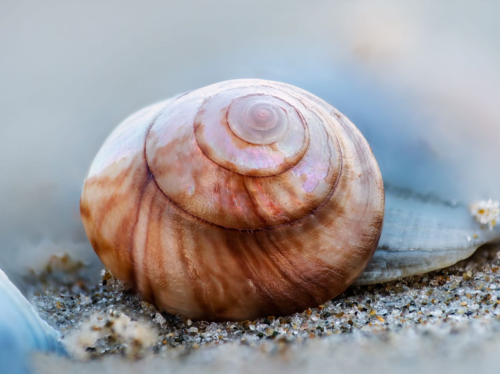 Beach snail shell