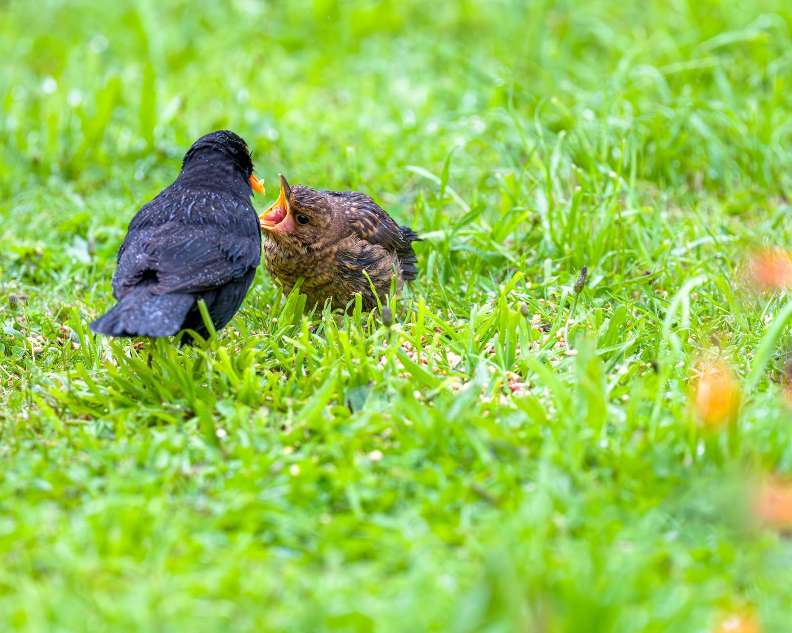 Big mouth baby blackbird