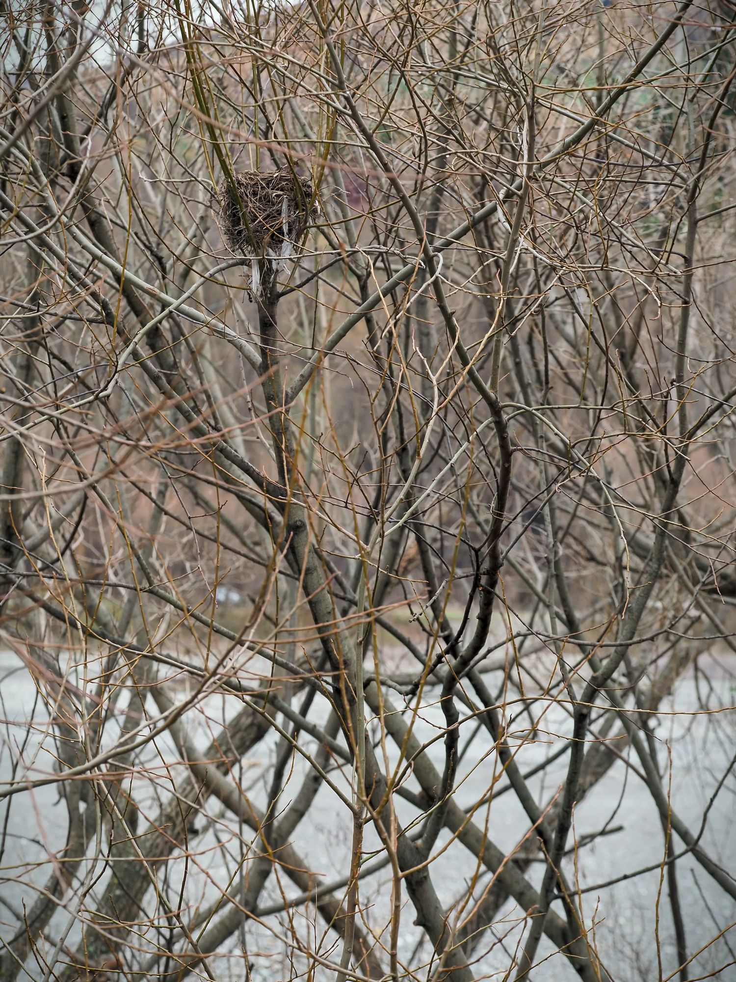 Bird nest winter trees