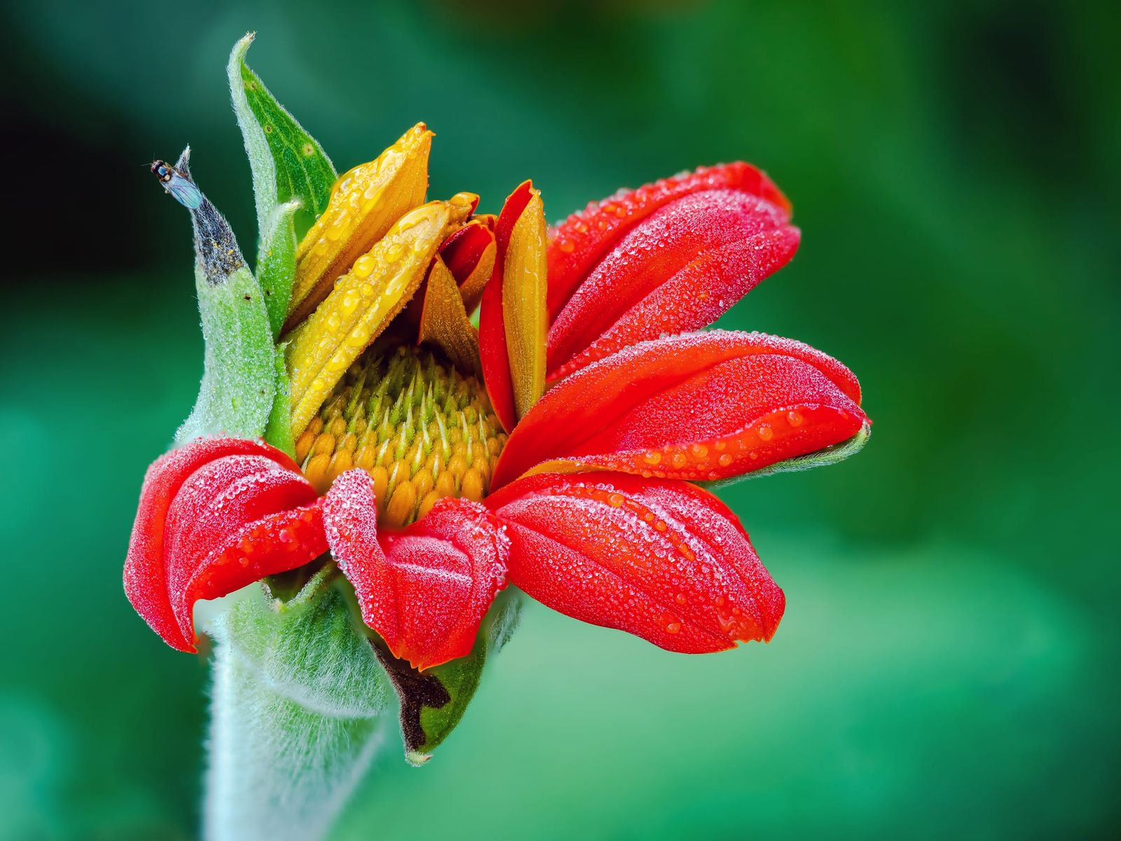 Blossoming Tithonia mexican sunflower