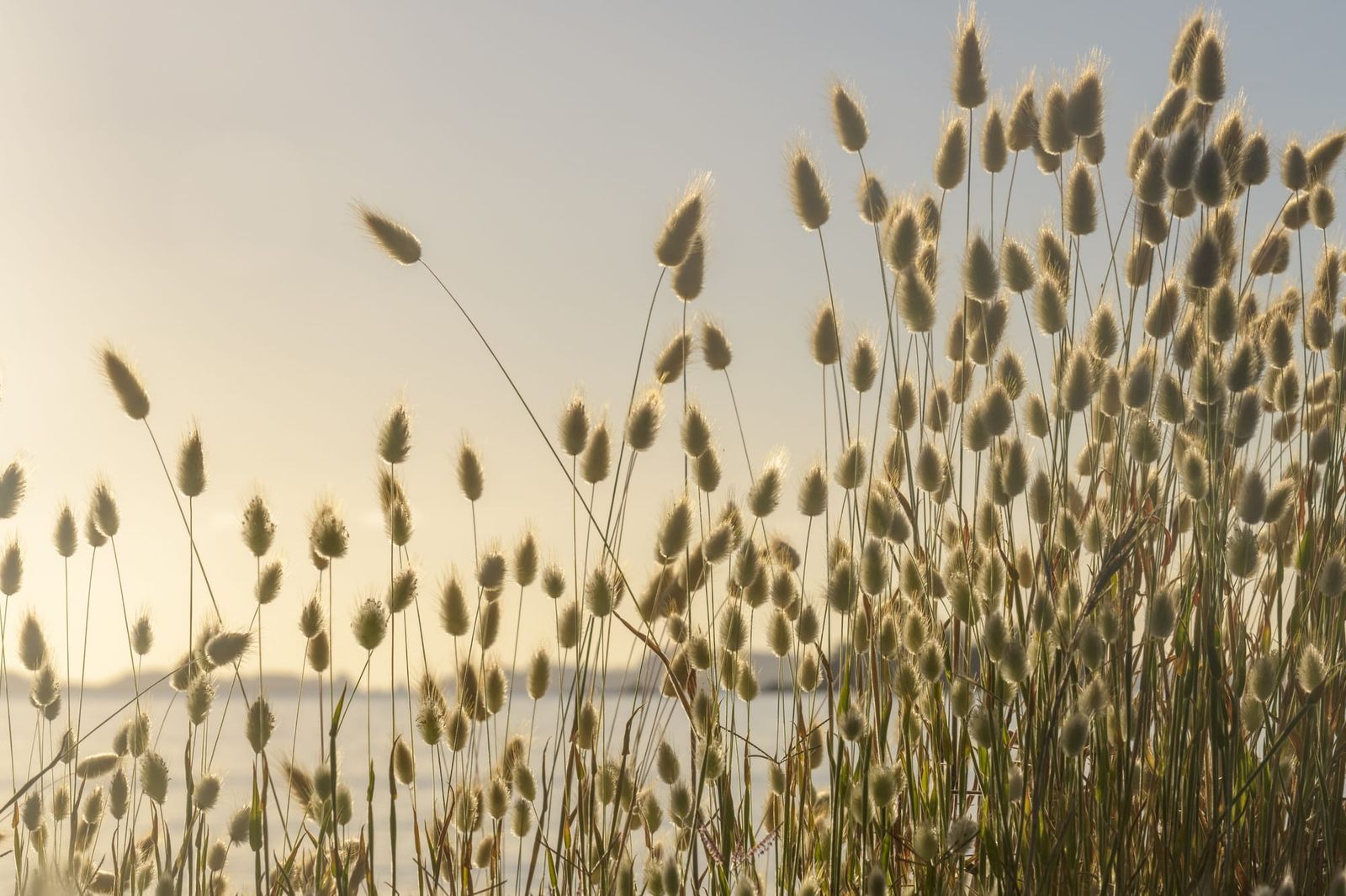 Bunny flowers at Oakura