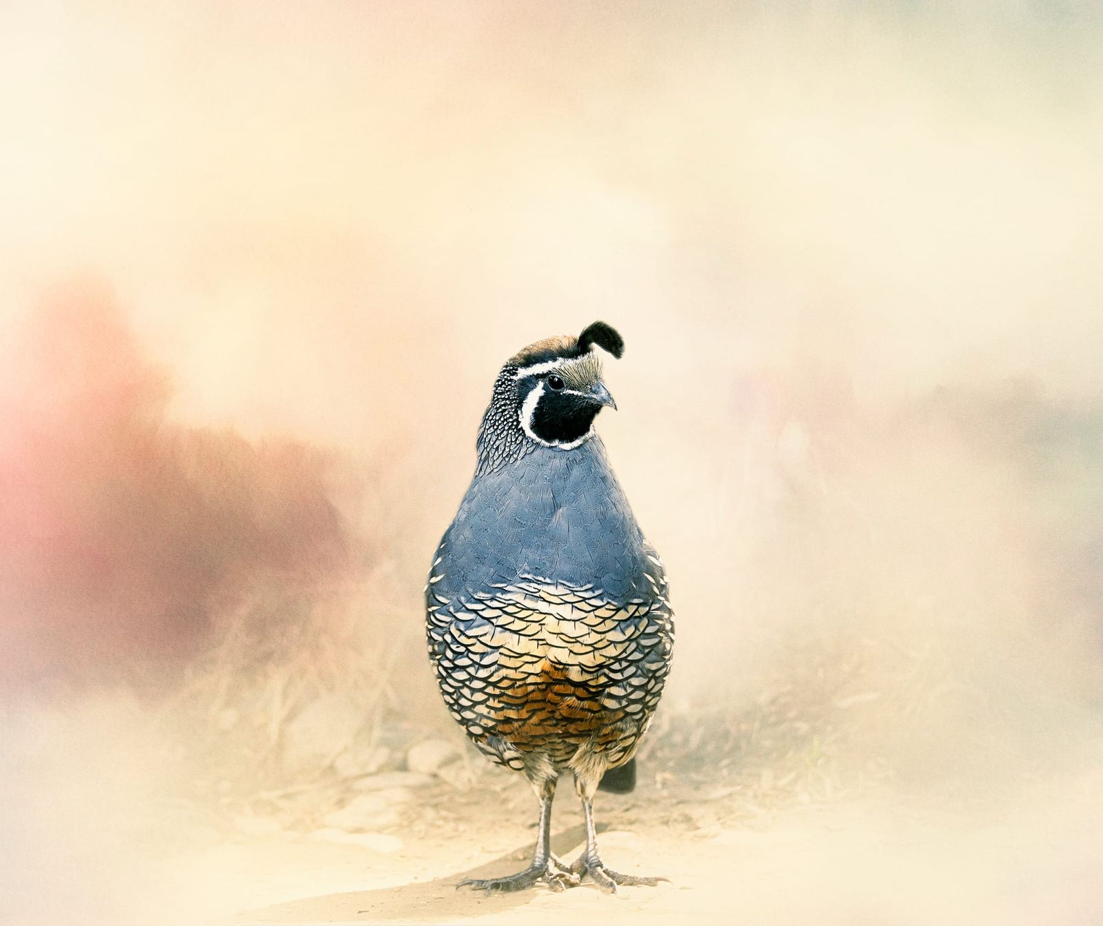 Californian quail