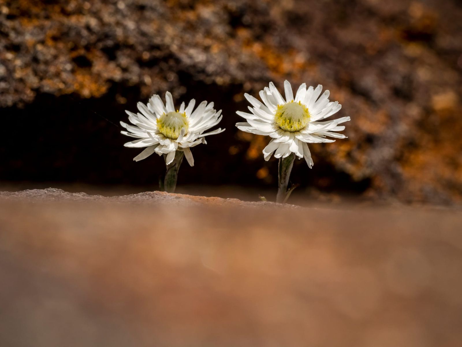 Celmisia incana mountain daisy white