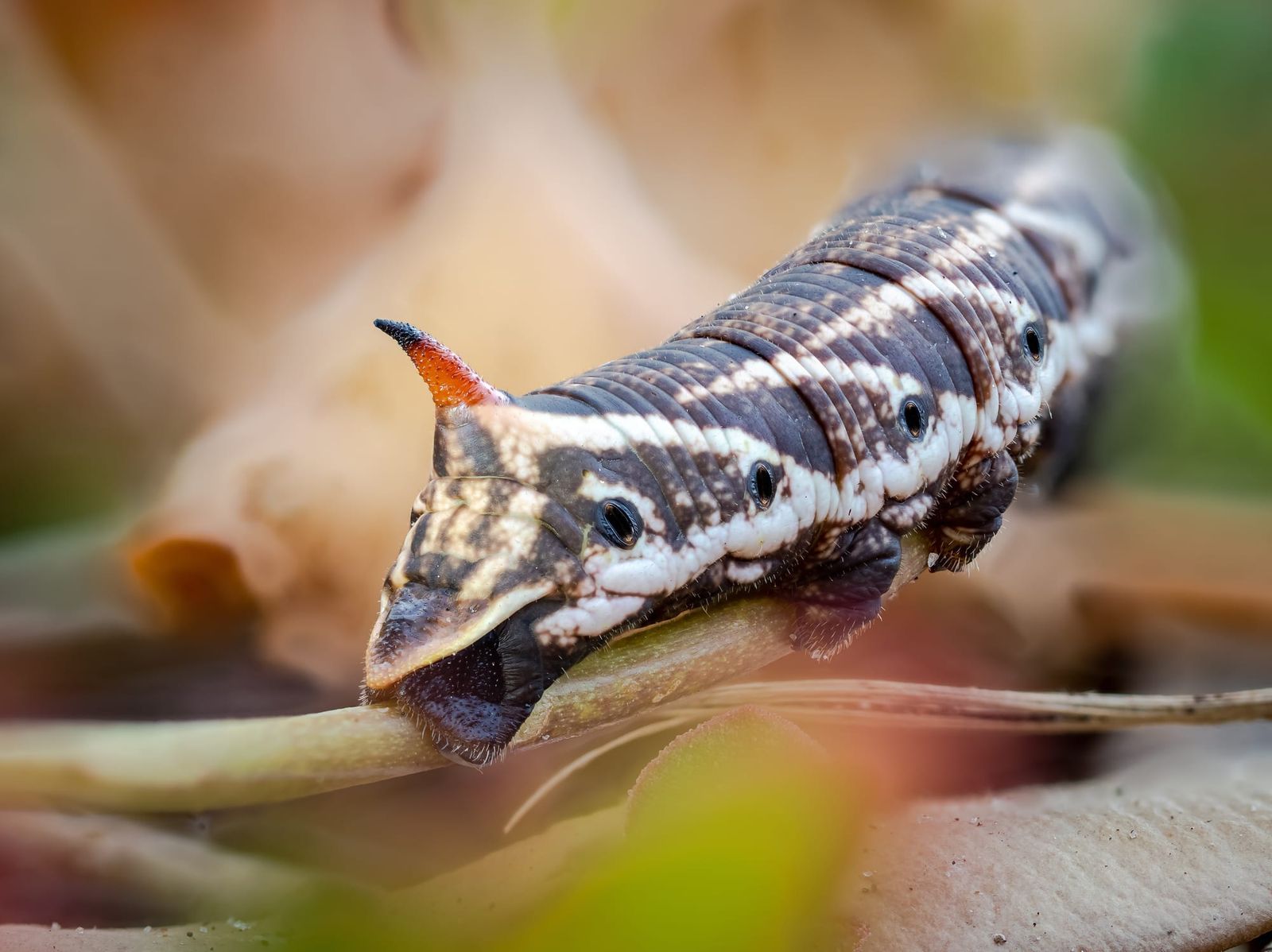 Convolvulus hawk moth larvae