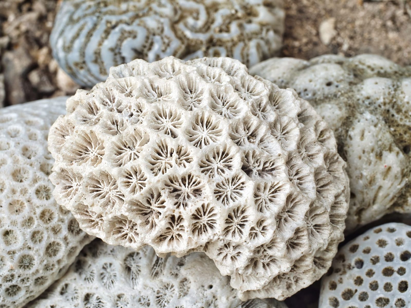 Coral fossil