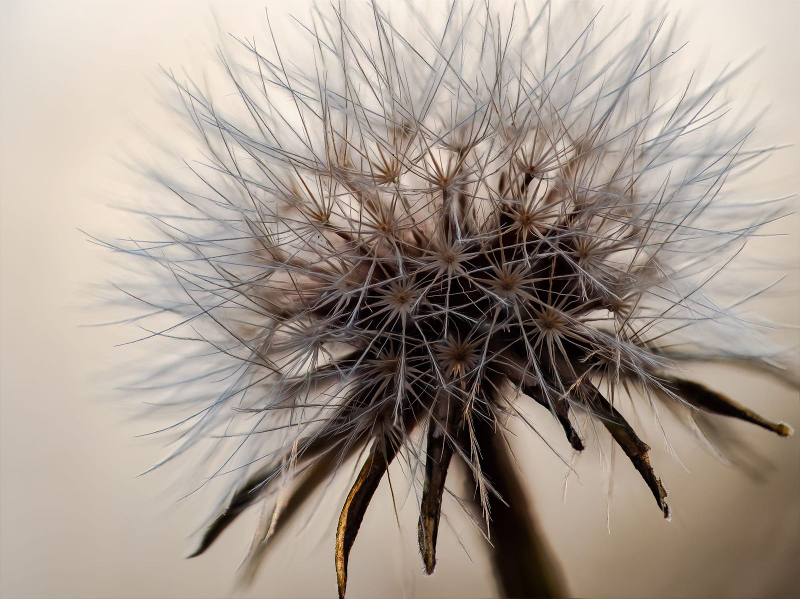 Dandelion seed head