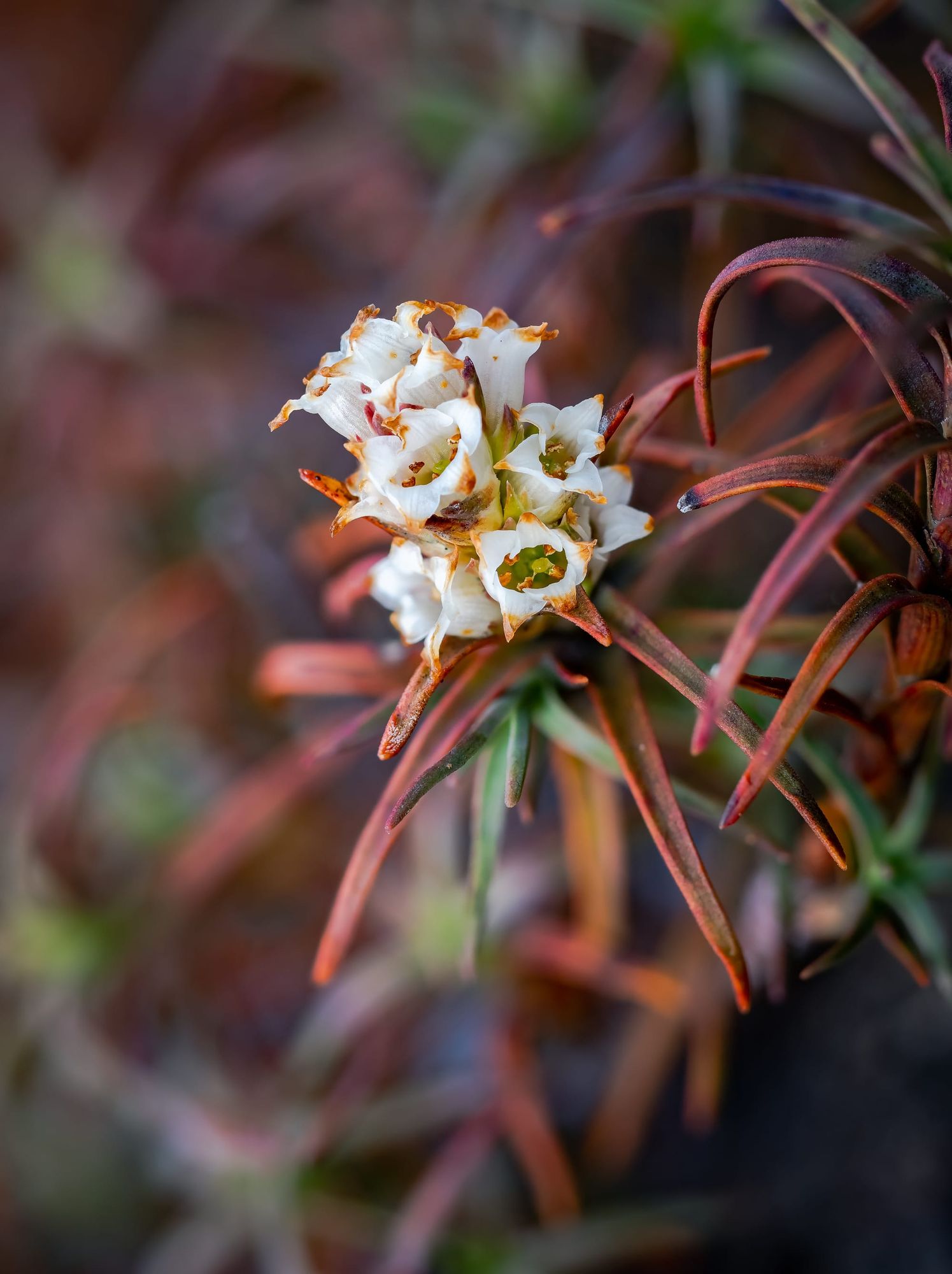 Dracophyllum recurvum
