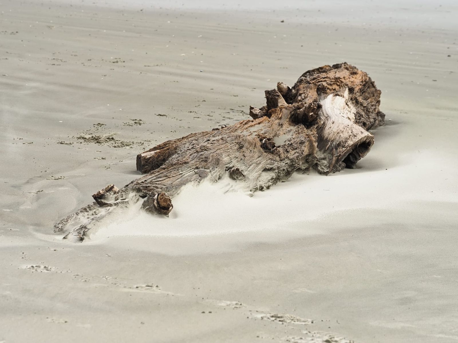 Driftwood on the sandy beach surface