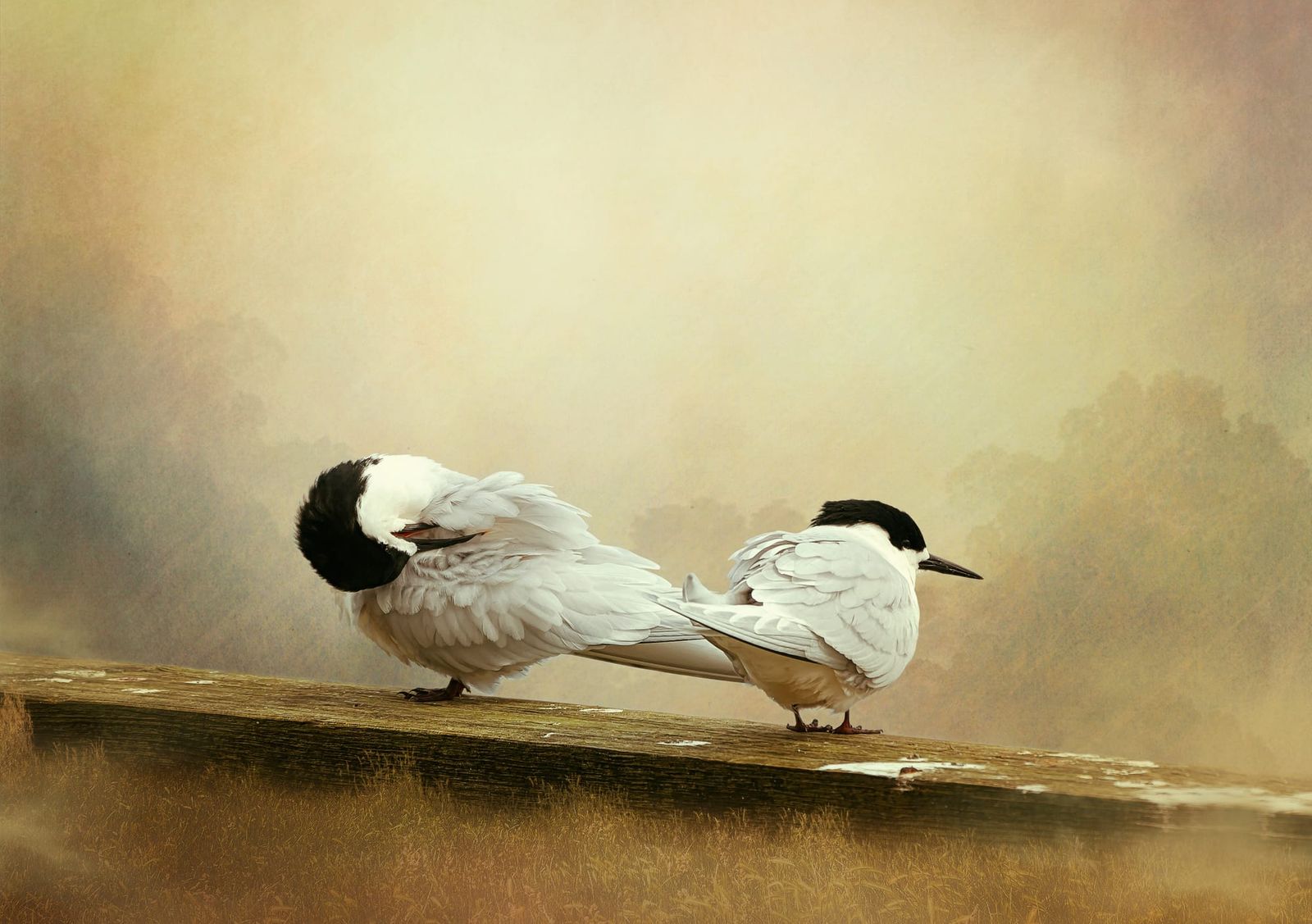 Two white birds