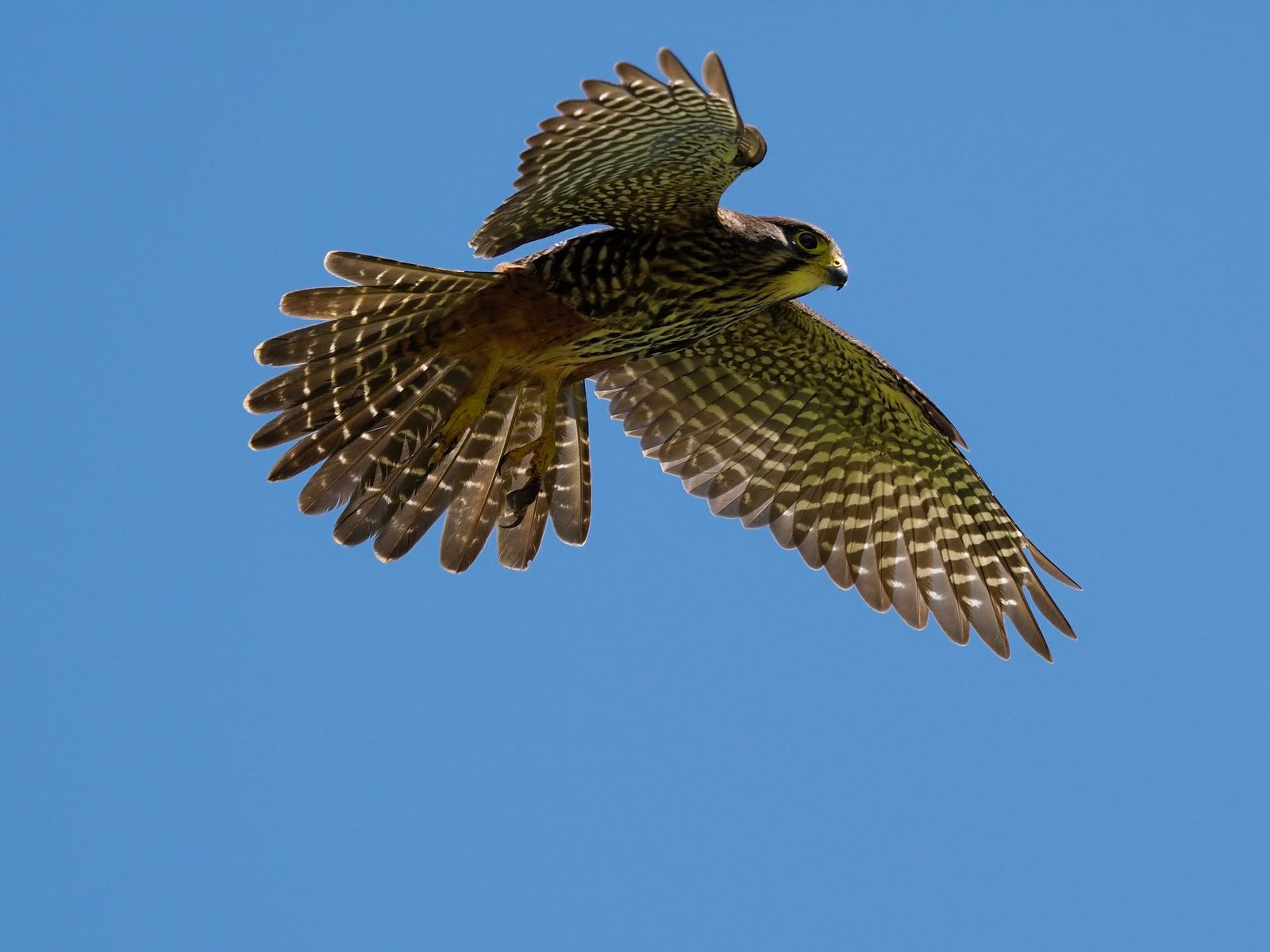 Falcon