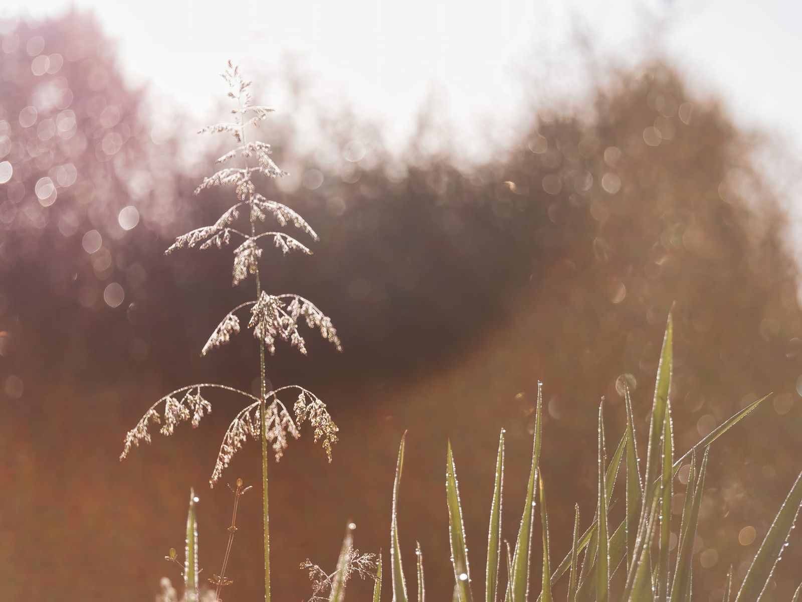 Grass and weeds with dew