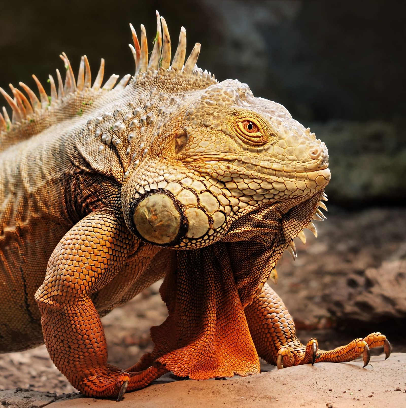 Green iguana under lamp