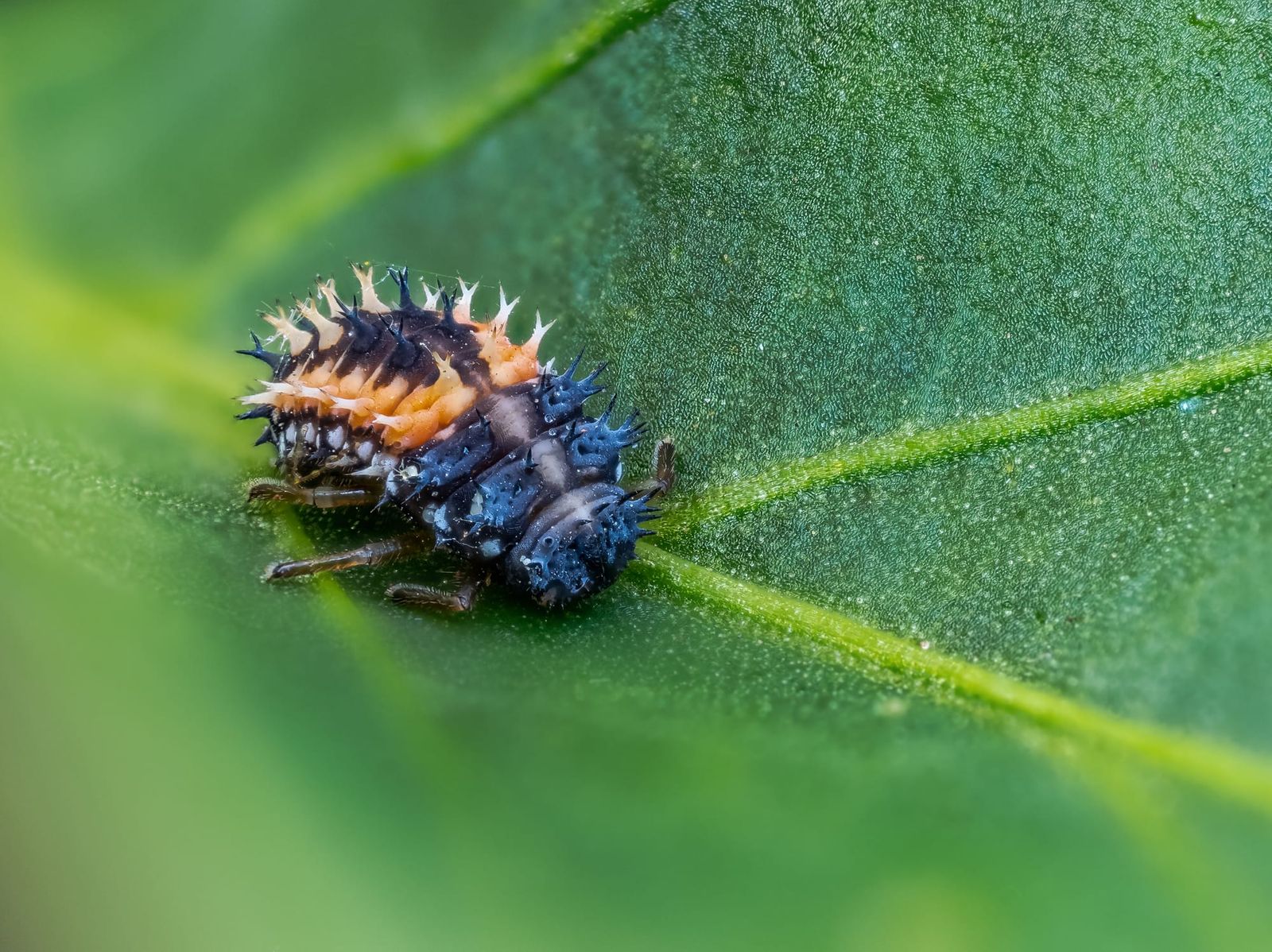 Ladybug larvae