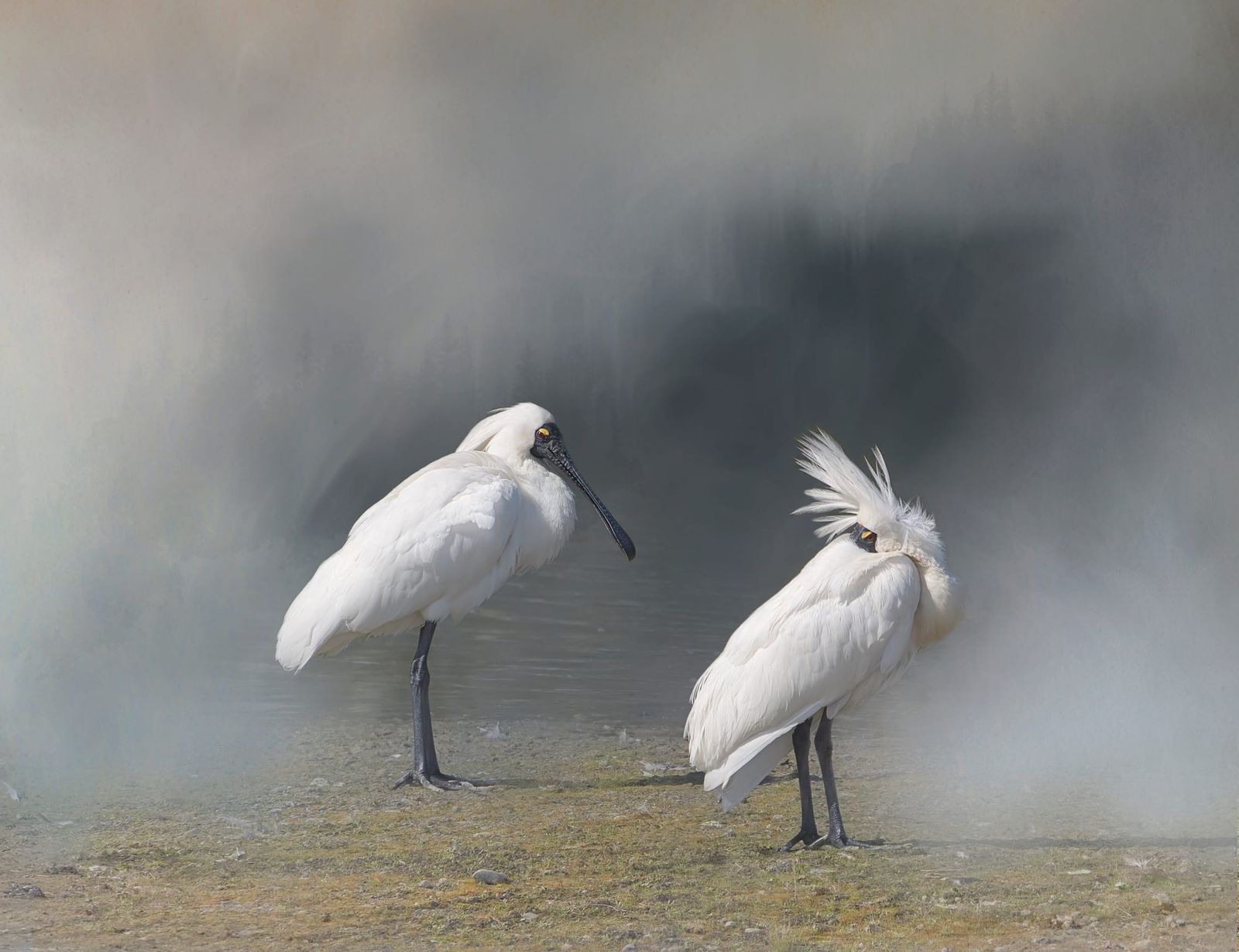 Two white spoonbills