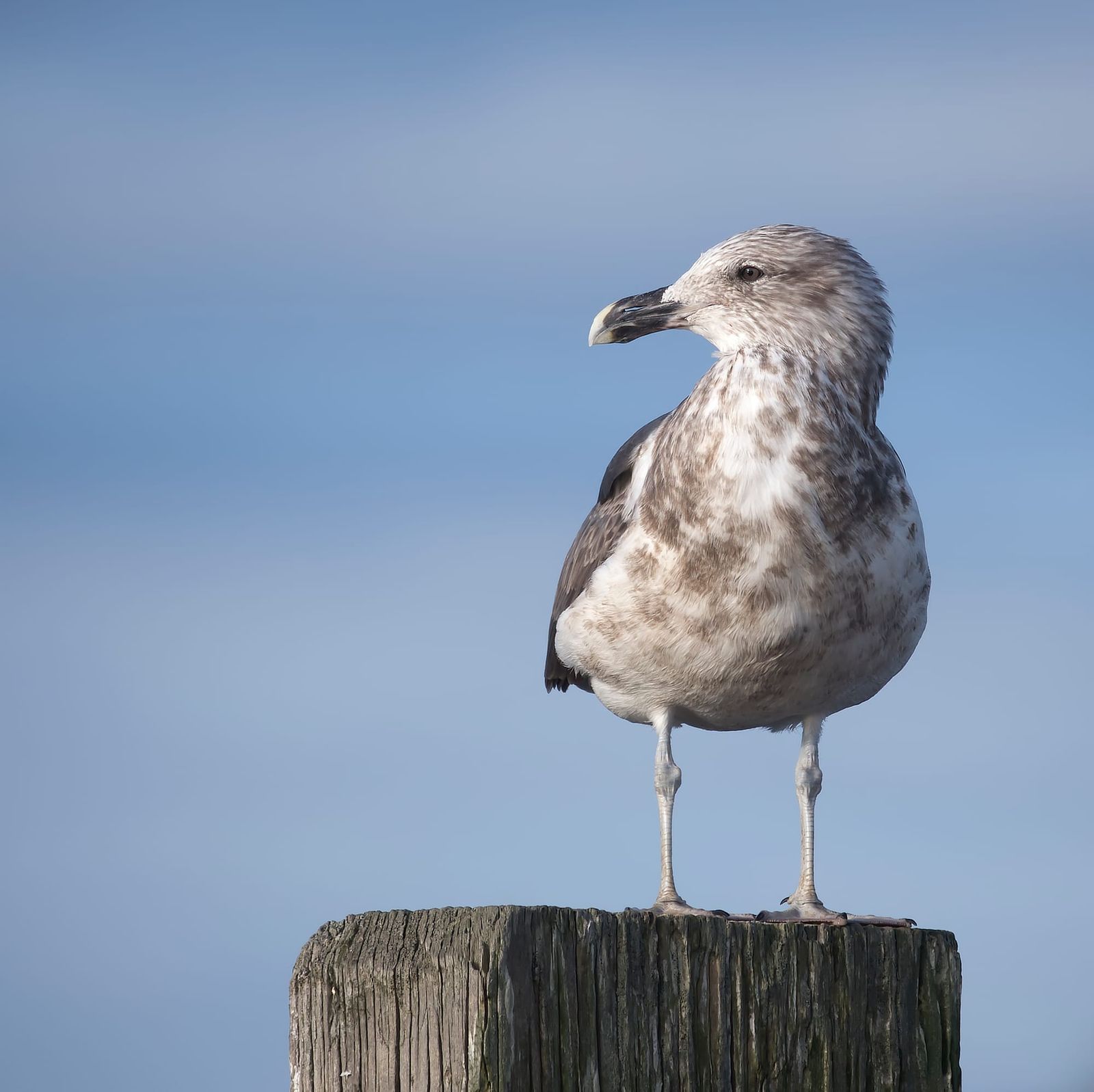 Juvenile black-backed gull