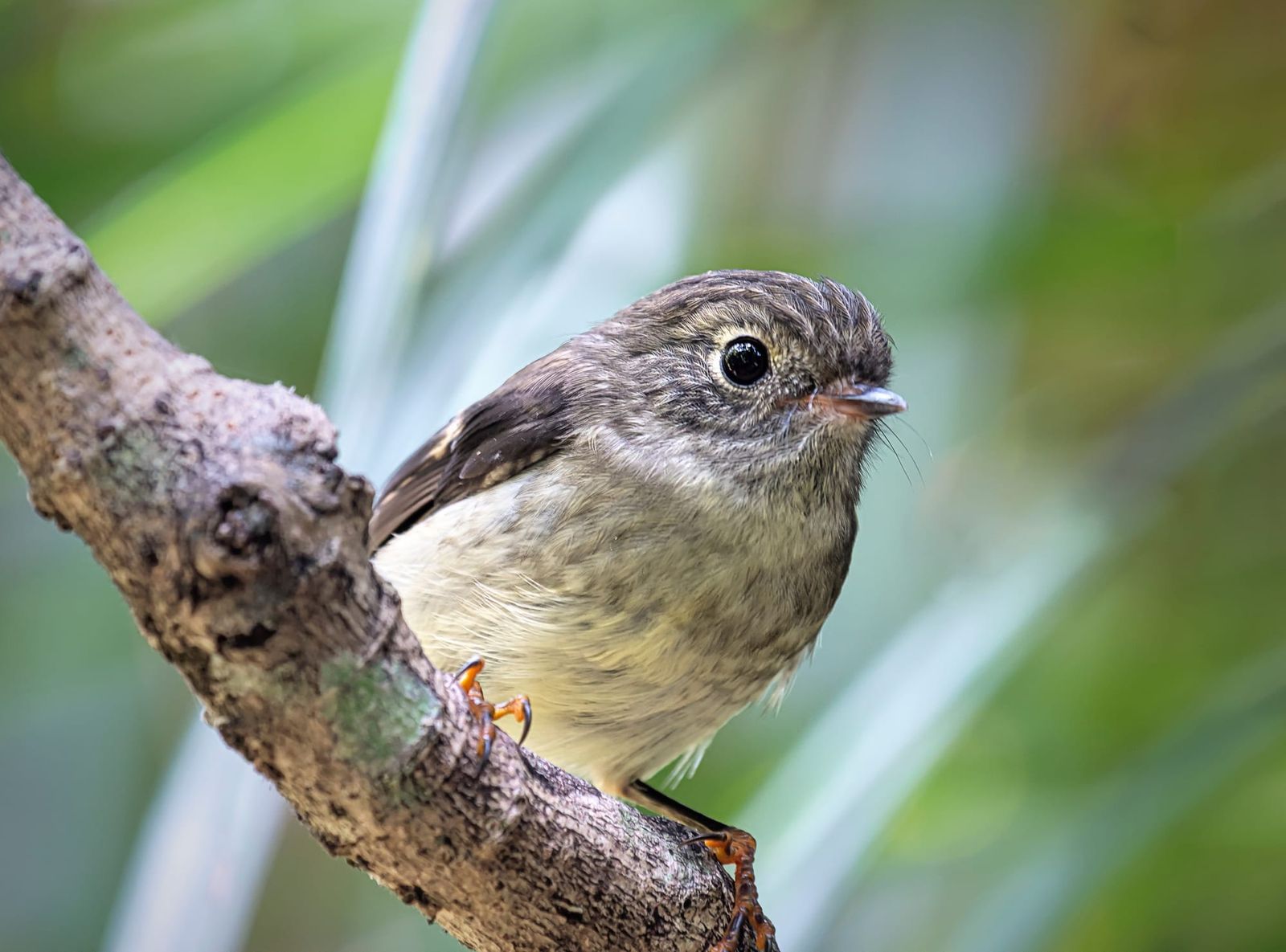 Juvenile tomtit
