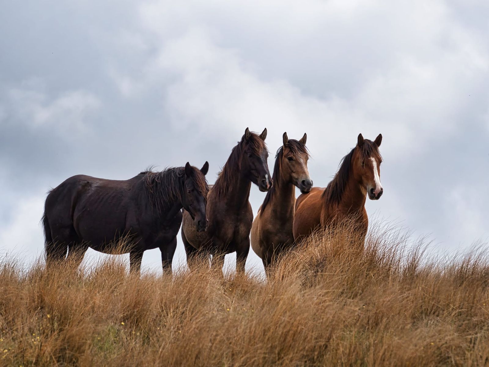 Kaimanawa horses