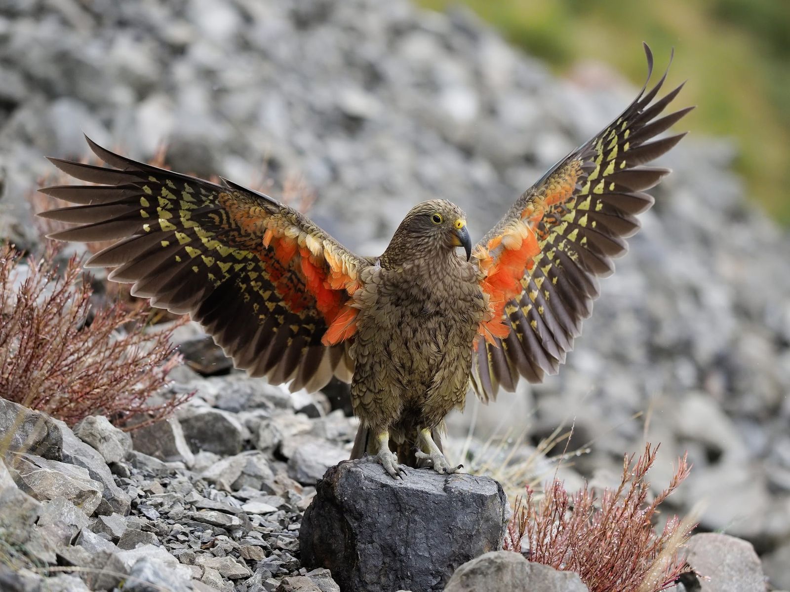 Kea