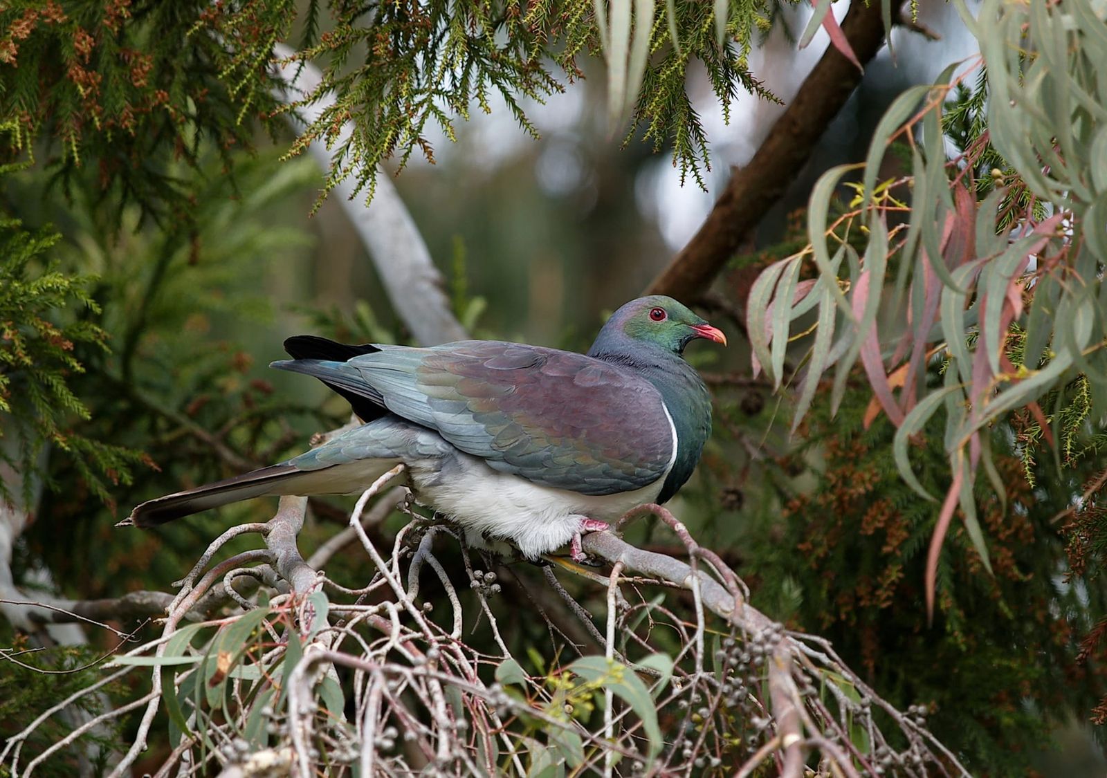 Kereru