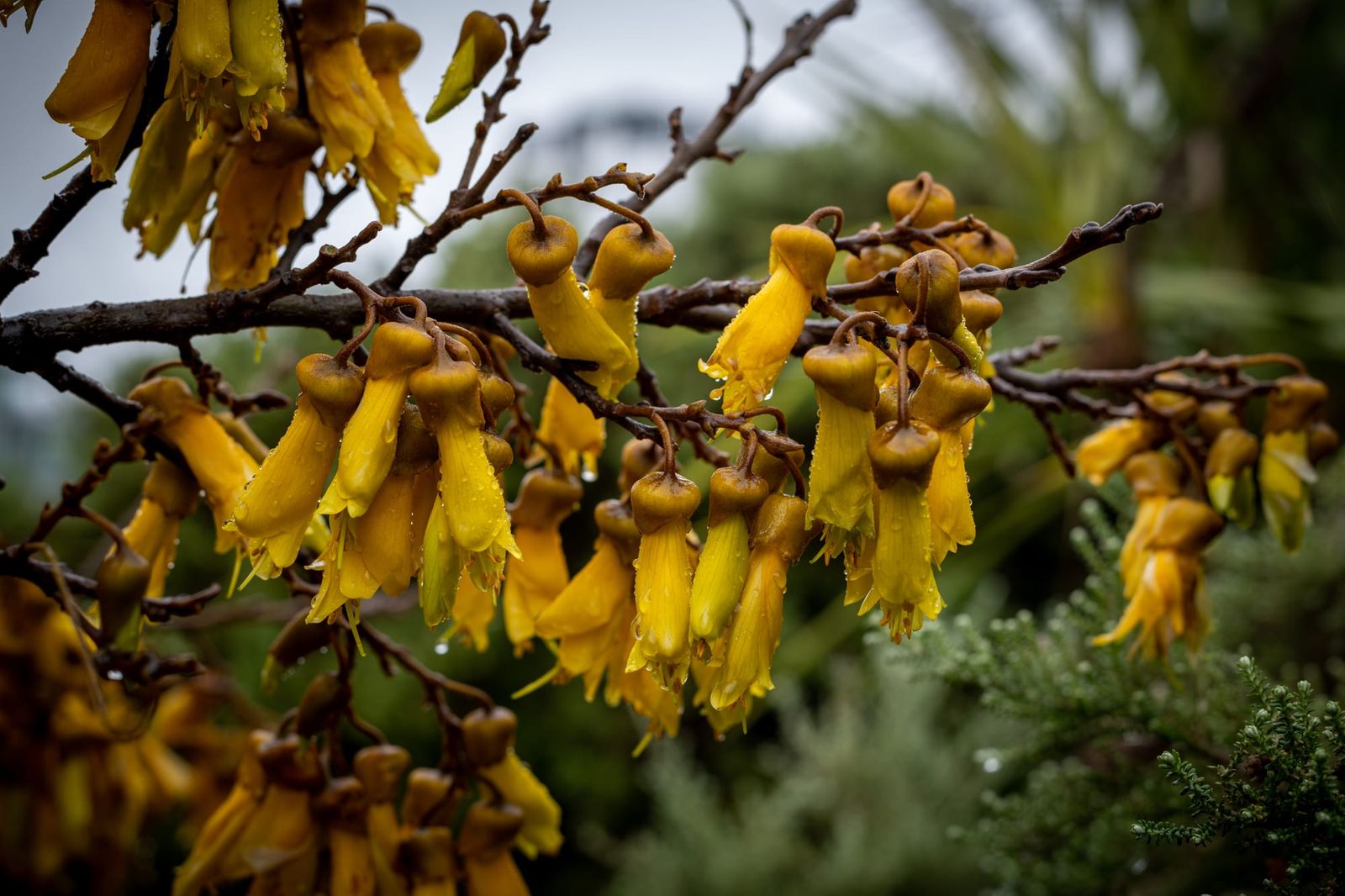 Kowhai