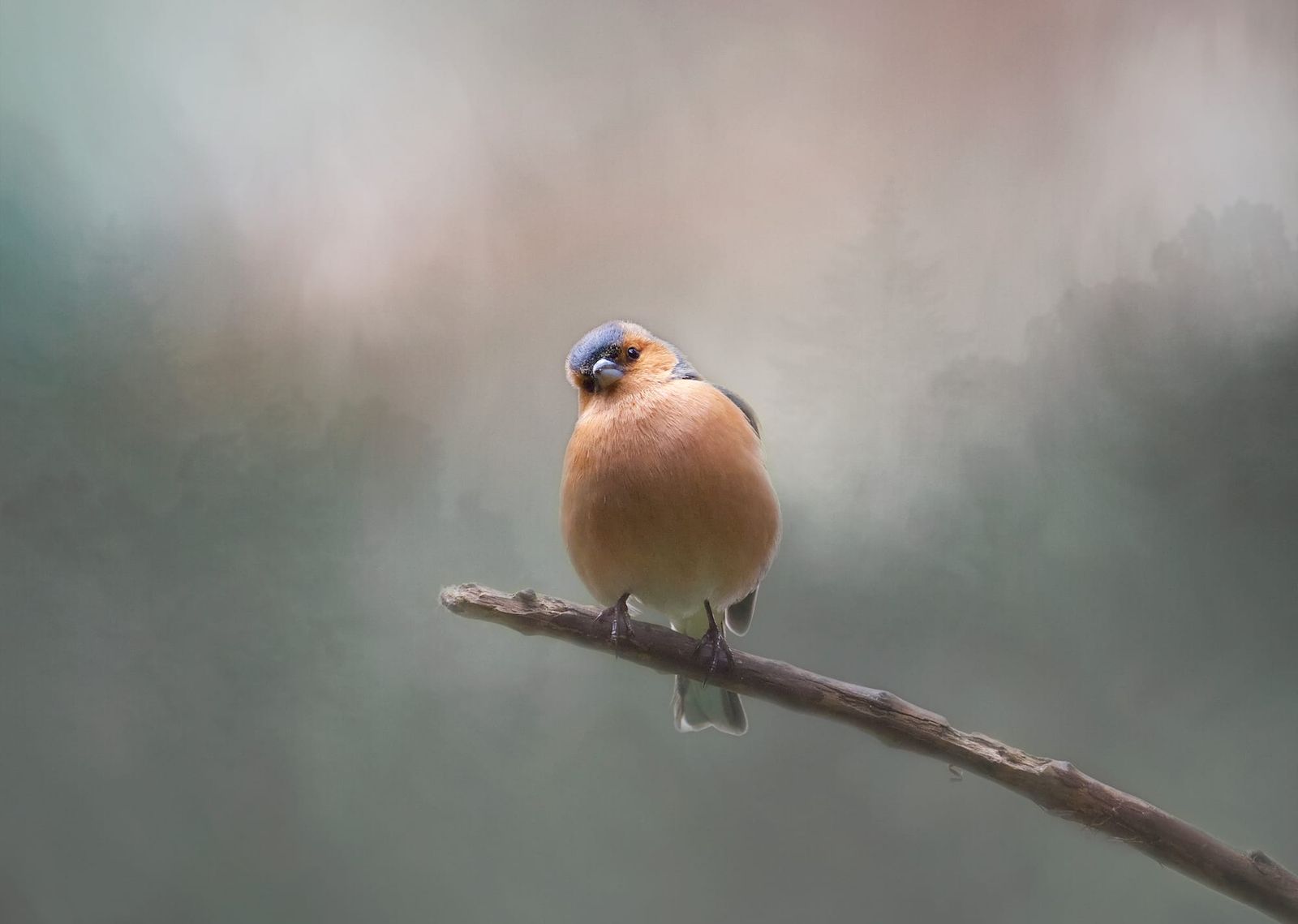 Male chaffinch