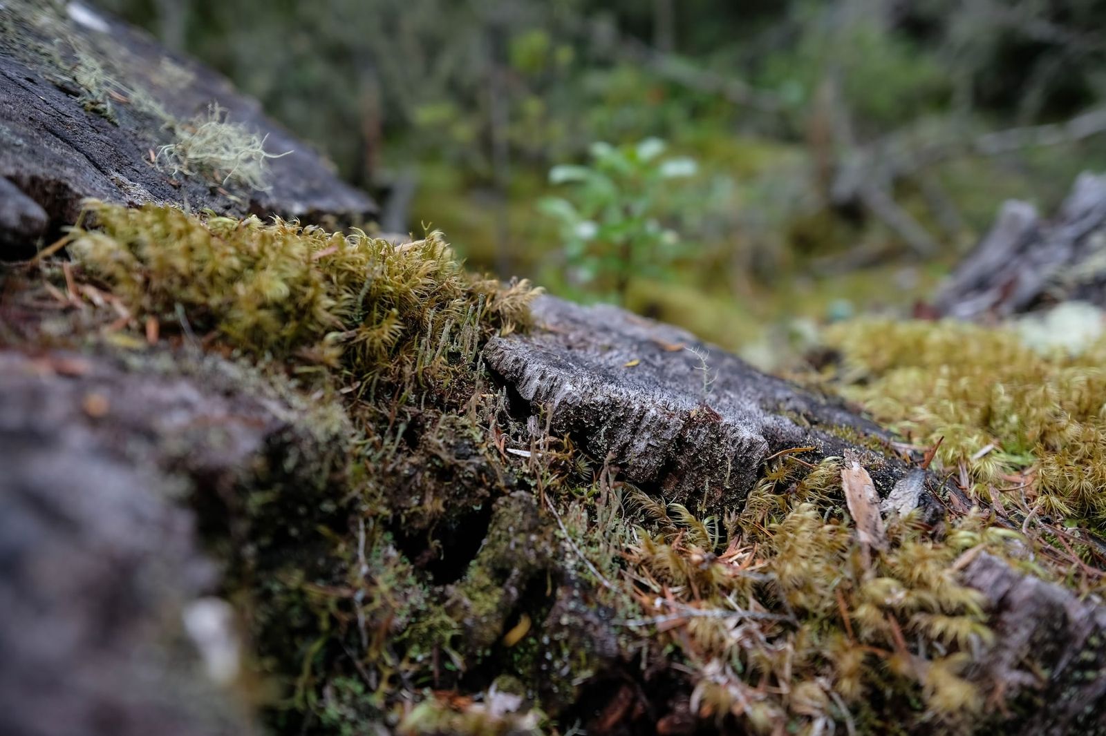 Moss-covered tree stump