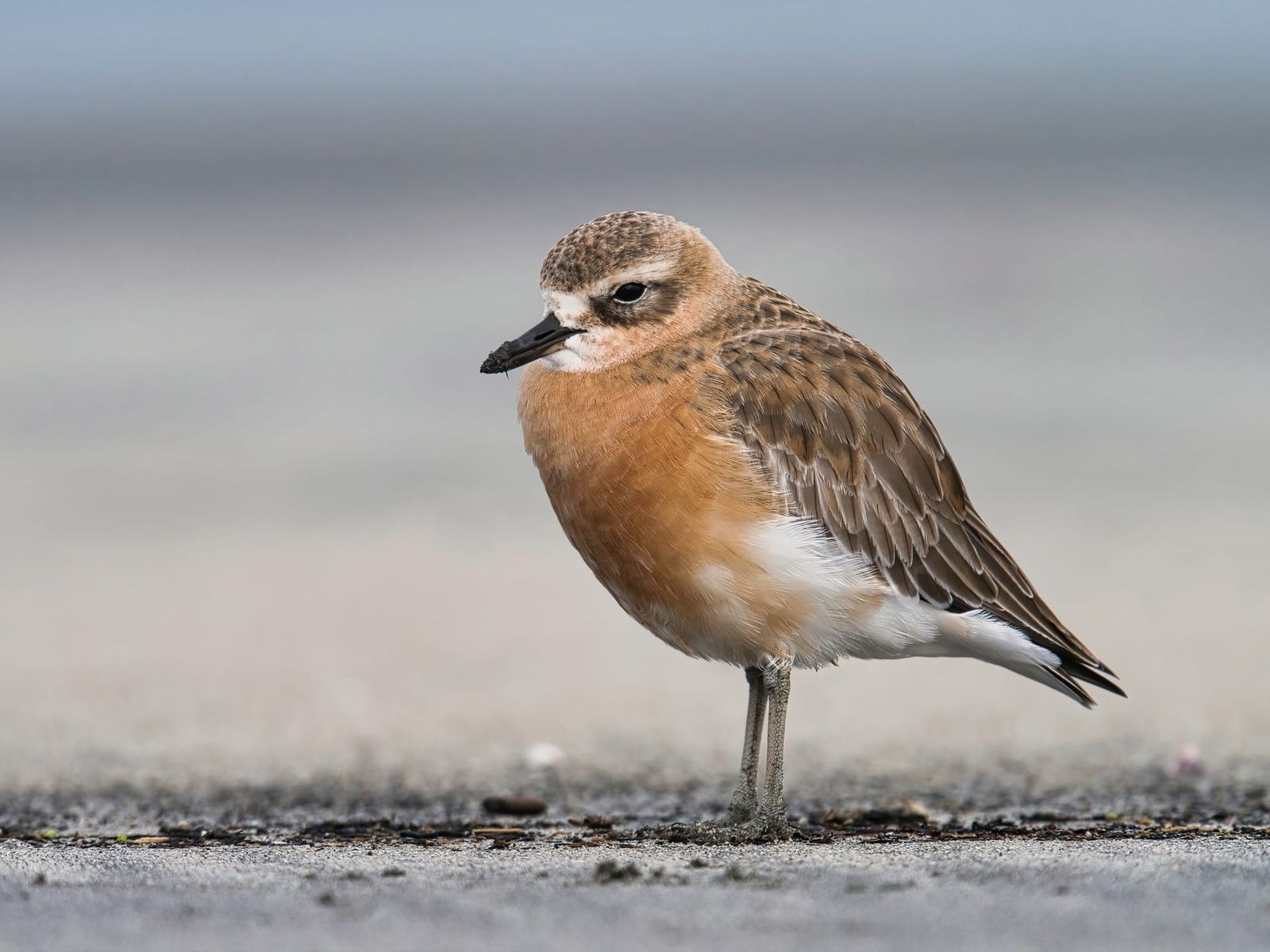 NZ dotterel