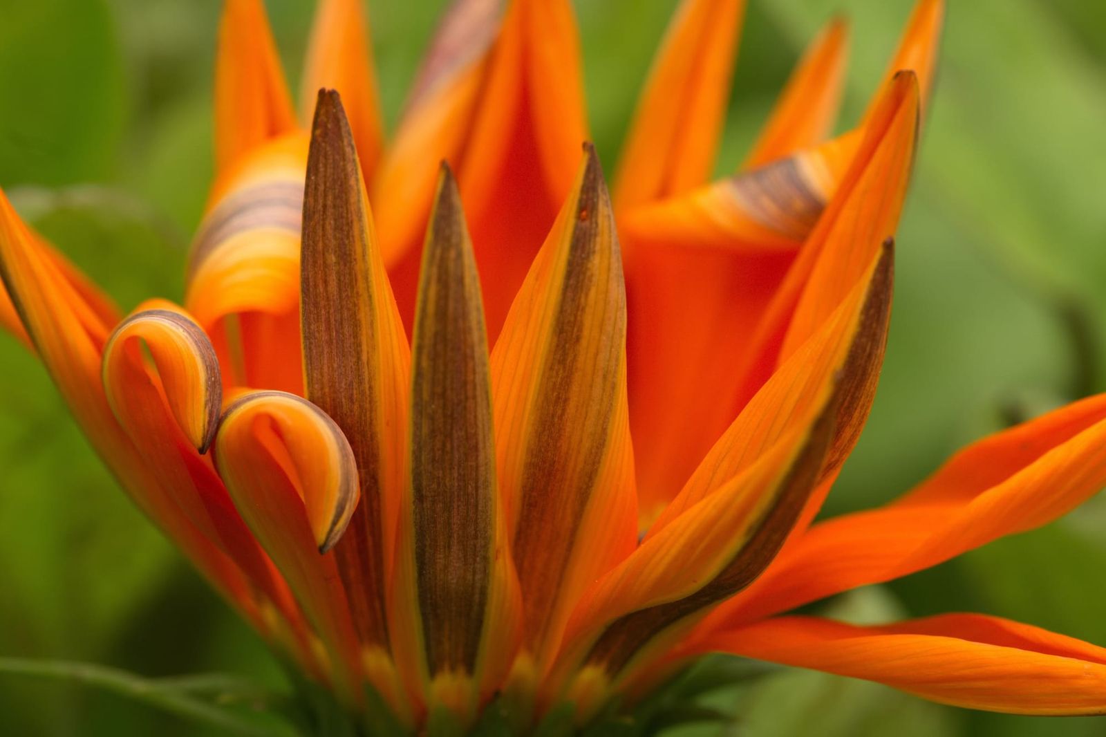 Orange gazania