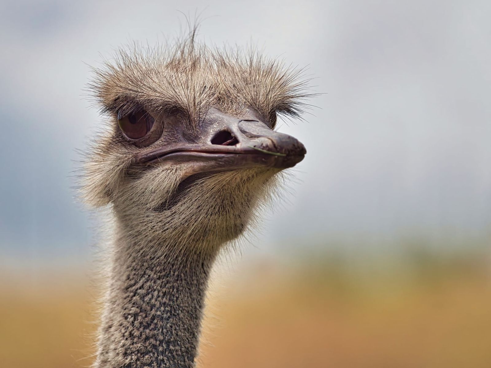 Ostrich