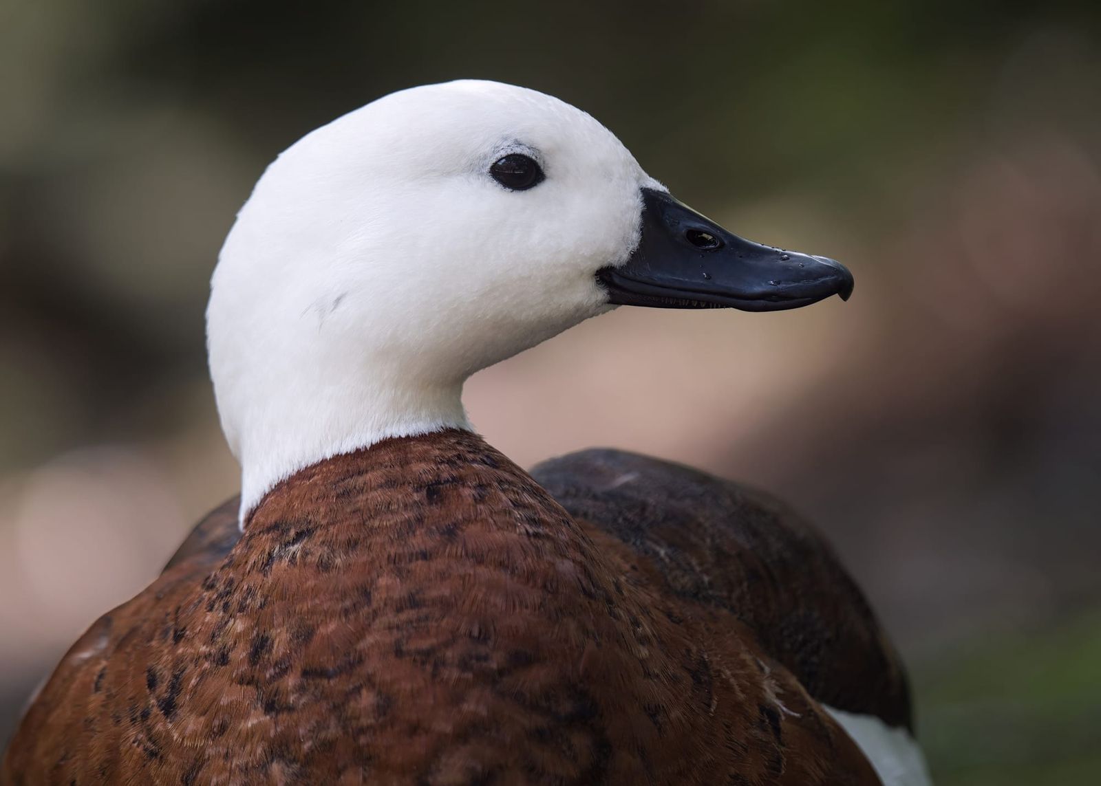 Paradise shelduck