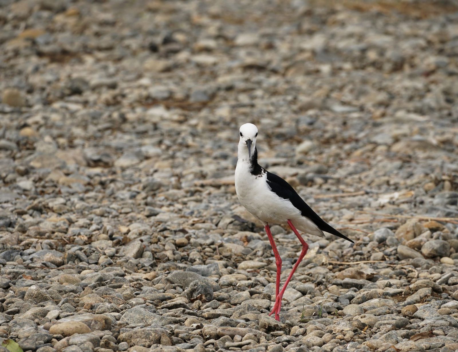 Pied stilt