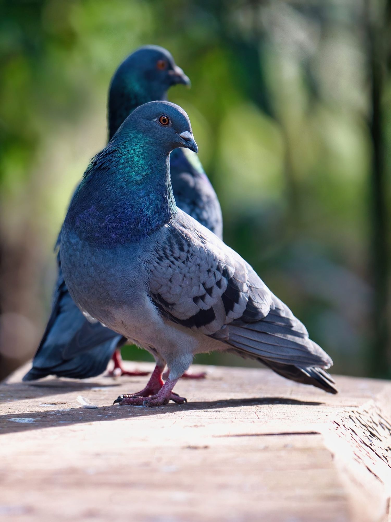 Pigeons in the morning sun