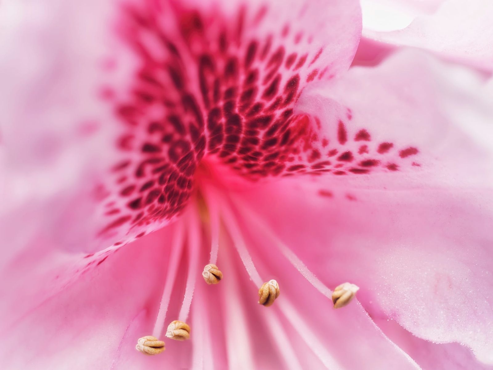 Pink rhododendron flower