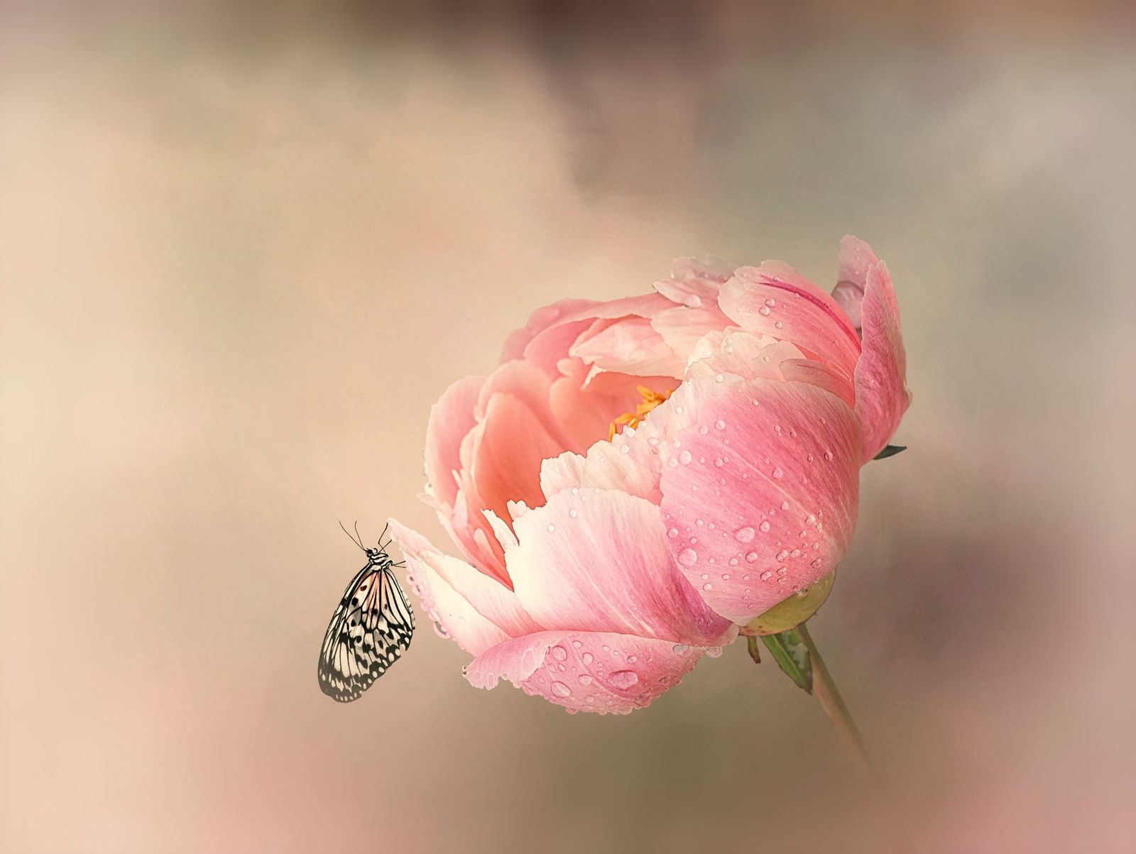 Pink peony