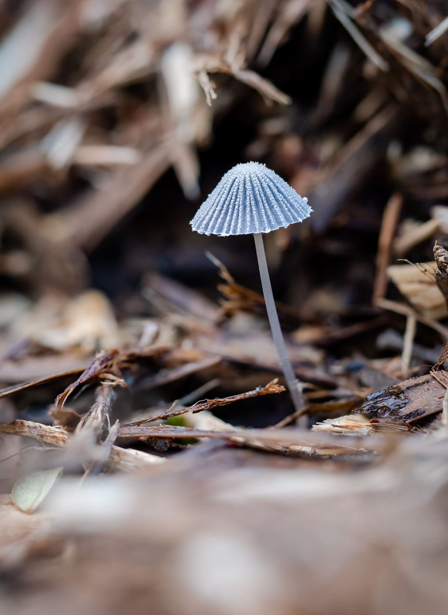Pleated Inkcap mushroom