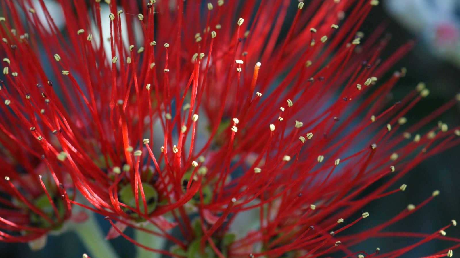 Pohutukawa flower