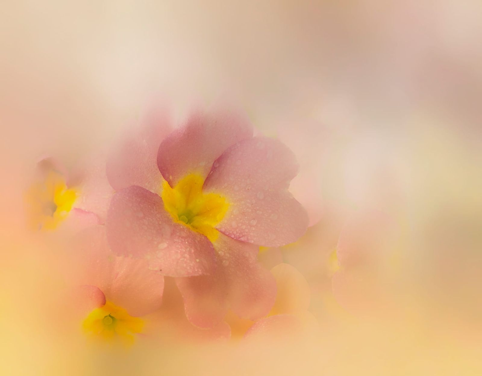 Primula