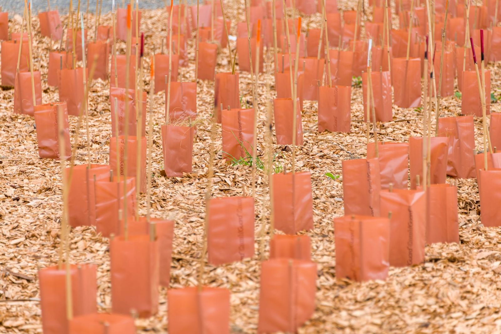 Rabbit-proof                                                                                 planting