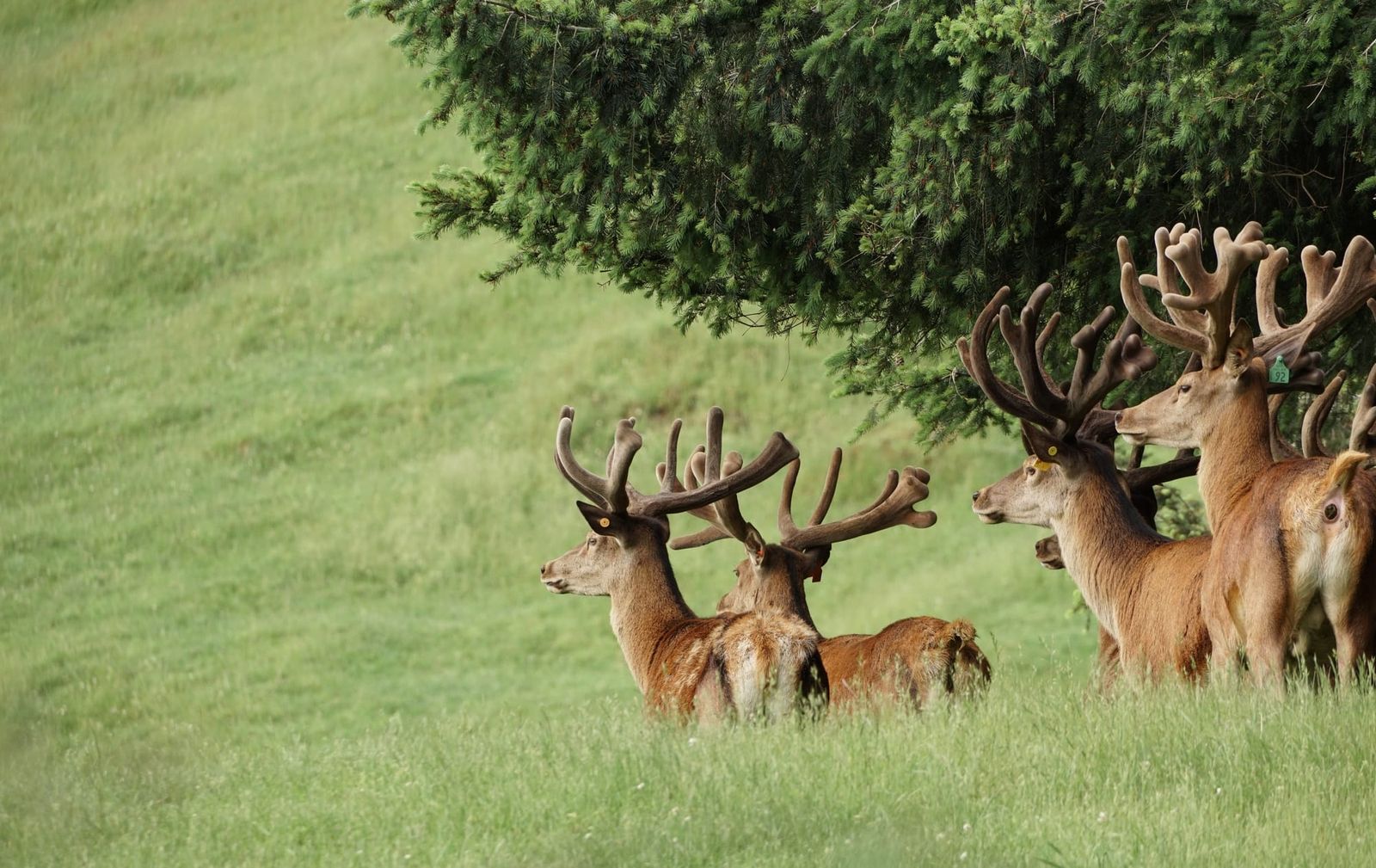 Red deer stags