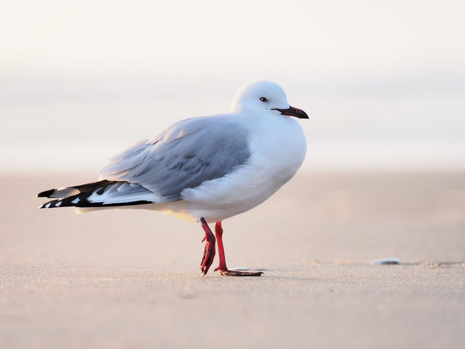 Seagull