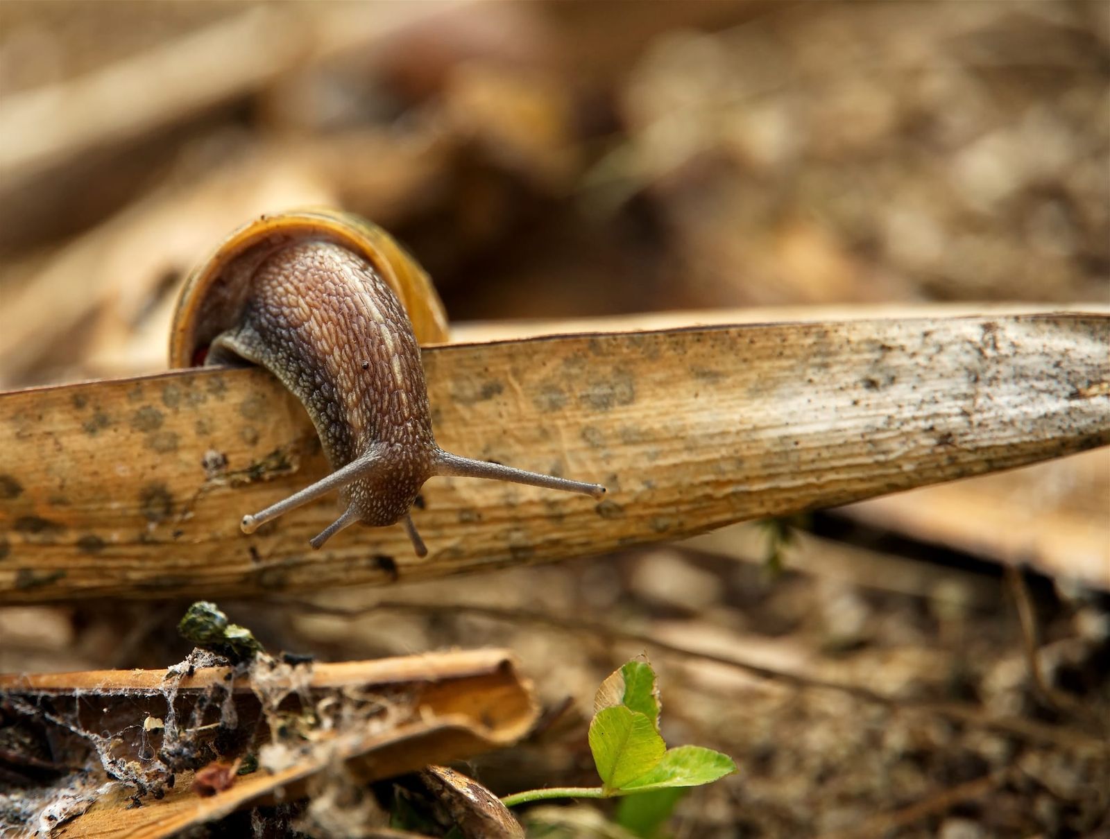 Snail climbing over a flax leaf
